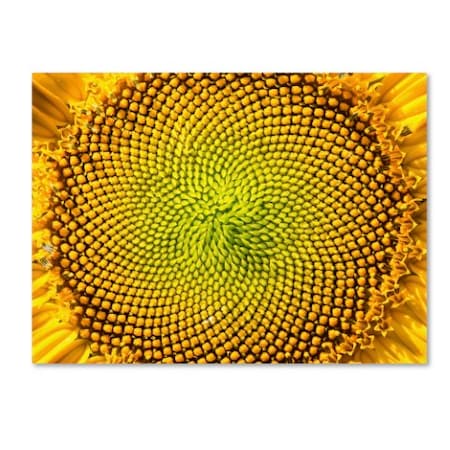 Kurt Shaffer 'Cosmic Patterns In Nature' Canvas Art,14x19